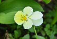 Annie Leonhart’s Shocking Truth: Why She’s the Most Complex Character in Attack on Titan Annie Leonhart’s Shocking Truth: Why She’s the Most Complex Character in Attack on Titan