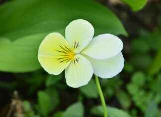 Annie Leonhart’s Shocking Truth: Why She’s the Most Complex Character in Attack on Titan Annie Leonhart’s Shocking Truth: Why She’s the Most Complex Character in Attack on Titan