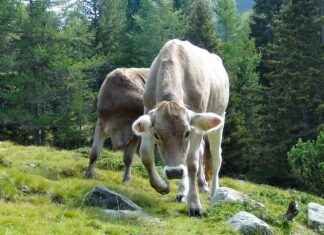 Attack on Titan Final Season Review: Does It Live Up to the Hype? Attack on Titan Final Season Review: Does It Live Up to the Hype?