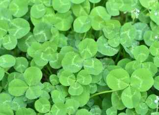 Black Clover Anime Review: Why Was It Cancelled? Black Clover Anime Review: Why Was It Cancelled?