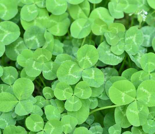 Black Clover Anime Review: Why Was It Cancelled? Black Clover Anime Review: Why Was It Cancelled?