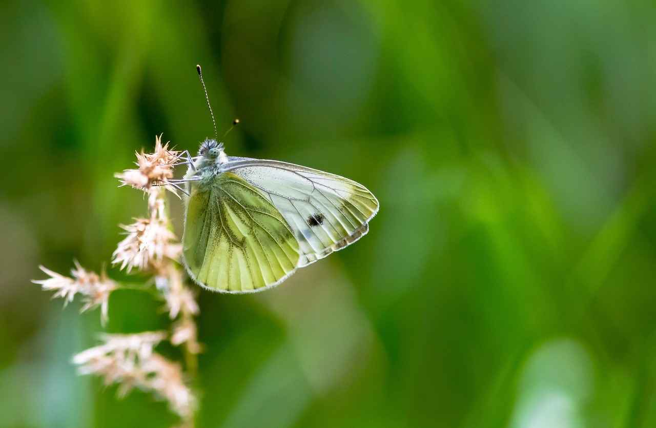 [Understanding Gori’s Character Arc]