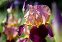 Hiei’s Demon Sword: Why He’s One of the Coolest Fighters in Yu Yu Hakusho Hiei’s Demon Sword: Why He’s One of the Coolest Fighters in Yu Yu Hakusho