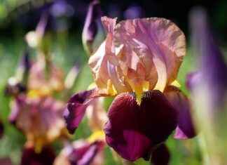 Hiei’s Demon Sword: Why He’s One of the Coolest Fighters in Yu Yu Hakusho Hiei’s Demon Sword: Why He’s One of the Coolest Fighters in Yu Yu Hakusho