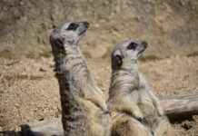 Hinata’s True Strength: Why She’s the Underdog You Should Root For in Naruto Hinata’s True Strength: Why She’s the Underdog You Should Root For in Naruto