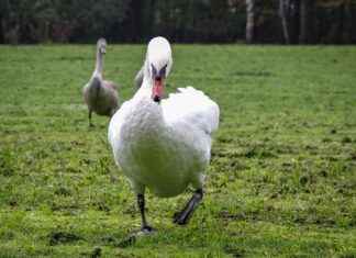 How Attack on Titan Uses Real-World History in Its Story How Attack on Titan Uses Real-World History in Its Story