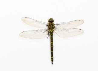 How Dragon Ball’s Super Saiyan Forms Have Evolved How Dragon Ball’s Super Saiyan Forms Have Evolved