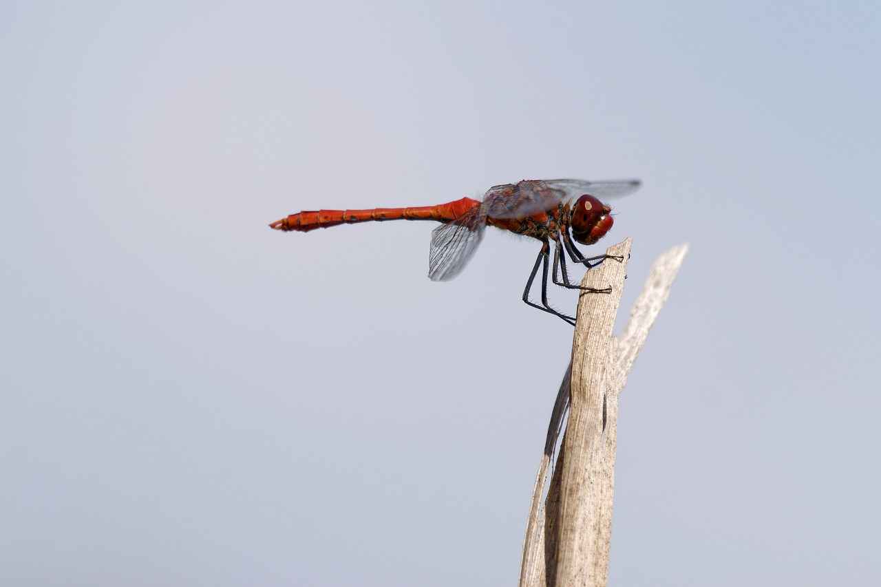 The Impact on Character Development