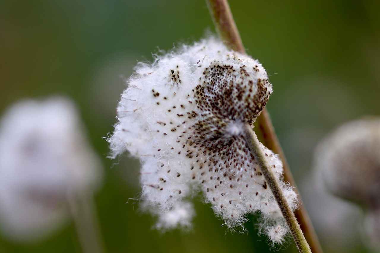 The Role of Stand Users