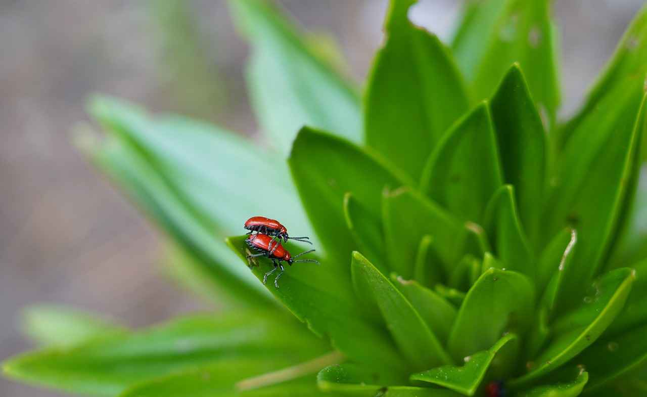 Misa's Obsession with Light