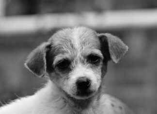 How My Hero Academia’s Quirk System Works Explained How My Hero Academia’s Quirk System Works Explained