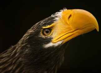 How Netero’s Ultimate Move Changed the Course of Hunter x Hunter How Netero’s Ultimate Move Changed the Course of Hunter x Hunter