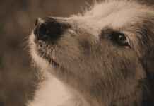 How Tatsumi’s Loyalty Led Him to Become a True Hero in Akame ga Kill! How Tatsumi’s Loyalty Led Him to Become a True Hero in Akame ga Kill!