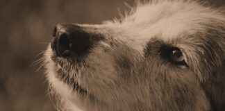 How Tatsumi’s Loyalty Led Him to Become a True Hero in Akame ga Kill! How Tatsumi’s Loyalty Led Him to Become a True Hero in Akame ga Kill!