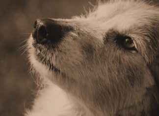 How Tatsumi’s Loyalty Led Him to Become a True Hero in Akame ga Kill! How Tatsumi’s Loyalty Led Him to Become a True Hero in Akame ga Kill!