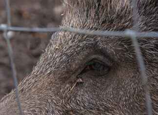 How the Berserk Manga Influenced Countless Anime Creators How the Berserk Manga Influenced Countless Anime Creators