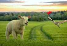 Kaguya Shinomiya’s Love for Miyuki Shirogane: Is It Real or a Game? Kaguya Shinomiya’s Love for Miyuki Shirogane: Is It Real or a Game?