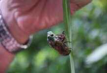 Kaneki’s Transformation: How Tokyo Ghoul’s Main Character Became a Monster Kaneki’s Transformation: How Tokyo Ghoul’s Main Character Became a Monster
