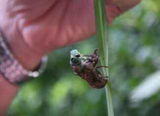 Kaneki’s Transformation: How Tokyo Ghoul’s Main Character Became a Monster Kaneki’s Transformation: How Tokyo Ghoul’s Main Character Became a Monster