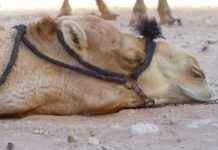 Kazuma’s Lazy Genius: How His Subtle Power Moves the Plot of Konosuba Kazuma’s Lazy Genius: How His Subtle Power Moves the Plot of Konosuba