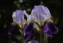 Kenshin Himura’s Sword Style: How Rurouni Kenshin’s Hero Redefined Justice Kenshin Himura’s Sword Style: How Rurouni Kenshin’s Hero Redefined Justice