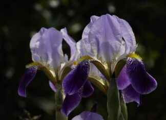 Kenshin Himura’s Sword Style: How Rurouni Kenshin’s Hero Redefined Justice Kenshin Himura’s Sword Style: How Rurouni Kenshin’s Hero Redefined Justice