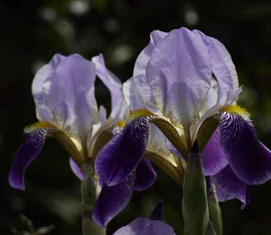 Kenshin Himura’s Sword Style: How Rurouni Kenshin’s Hero Redefined Justice Kenshin Himura’s Sword Style: How Rurouni Kenshin’s Hero Redefined Justice