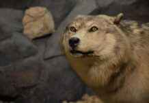 Kurapika’s Emotional Journey: How His Past Drives His Future in Hunter x Hunter Kurapika’s Emotional Journey: How His Past Drives His Future in Hunter x Hunter