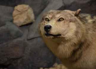 Kurapika’s Emotional Journey: How His Past Drives His Future in Hunter x Hunter Kurapika’s Emotional Journey: How His Past Drives His Future in Hunter x Hunter