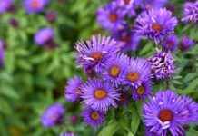 Levi’s Most Epic Fights and What Makes Him a Beast in Battle Levi’s Most Epic Fights and What Makes Him a Beast in Battle