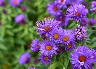 Levi’s Most Epic Fights and What Makes Him a Beast in Battle Levi’s Most Epic Fights and What Makes Him a Beast in Battle