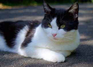 Madara Uchiha’s Biggest Secrets: What Makes Him the True Force of Destruction? Madara Uchiha’s Biggest Secrets: What Makes Him the True Force of Destruction?