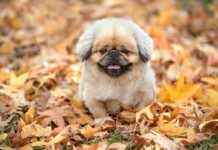 Nanachi’s Heartbreaking Past in Made in Abyss: What You Didn’t Know Nanachi’s Heartbreaking Past in Made in Abyss: What You Didn’t Know