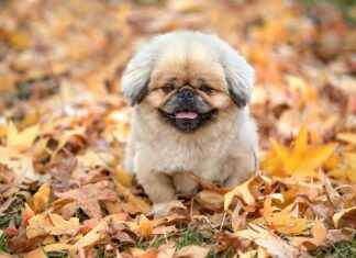 Nanachi’s Heartbreaking Past in Made in Abyss: What You Didn’t Know Nanachi’s Heartbreaking Past in Made in Abyss: What You Didn’t Know