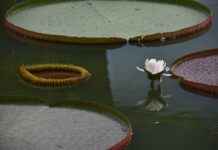 Nia’s Tragic Love Story in Tengen Toppa Gurren Lagann: The Power of Sacrifice Nia’s Tragic Love Story in Tengen Toppa Gurren Lagann: The Power of Sacrifice