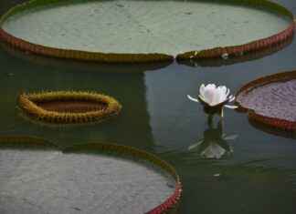 Nia’s Tragic Love Story in Tengen Toppa Gurren Lagann: The Power of Sacrifice Nia’s Tragic Love Story in Tengen Toppa Gurren Lagann: The Power of Sacrifice