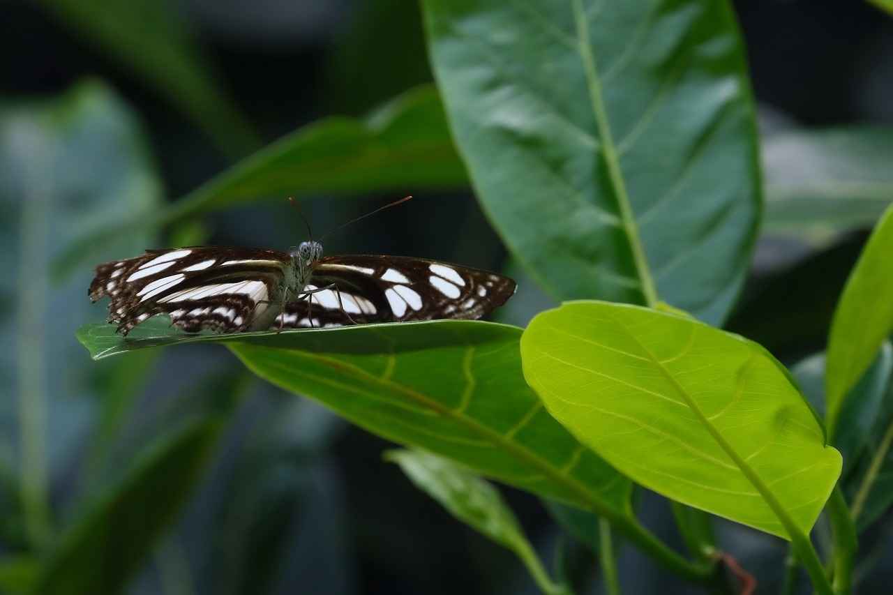 Character Development Throughout the Series