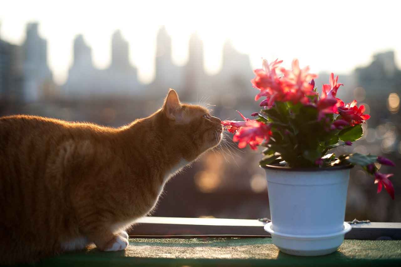 The Beginning: Simon's Early Life