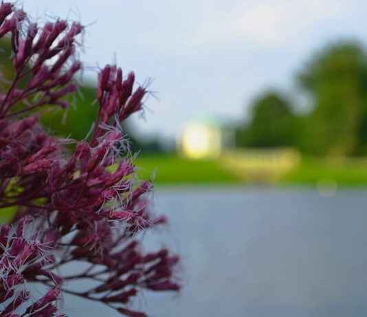 Sukuna’s True Motives in Jujutsu Kaisen: Is He More Than Just a Villain? Sukuna’s True Motives in Jujutsu Kaisen: Is He More Than Just a Villain?