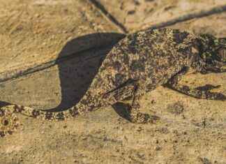 The Best Anime Adaptations That Improved on Their Manga The Best Anime Adaptations That Improved on Their Manga