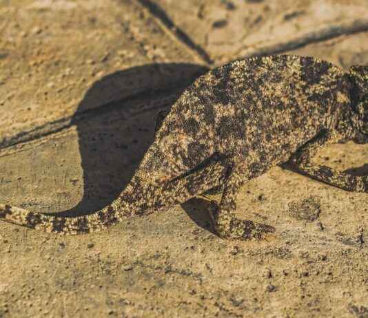 The Best Anime Adaptations That Improved on Their Manga The Best Anime Adaptations That Improved on Their Manga