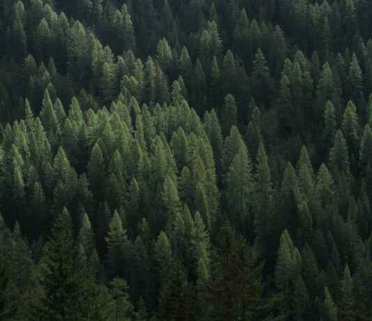 The Dark Psychology Behind Yuno Gasai’s Obsession The Dark Psychology Behind Yuno Gasai’s Obsession