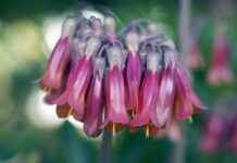 The Dark Side of Rika Orimoto’s Obsession in Jujutsu Kaisen The Dark Side of Rika Orimoto’s Obsession in Jujutsu Kaisen