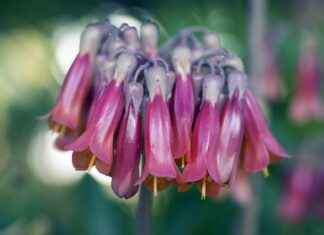 The Dark Side of Rika Orimoto’s Obsession in Jujutsu Kaisen The Dark Side of Rika Orimoto’s Obsession in Jujutsu Kaisen