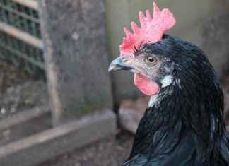 The Evolution of Animation in the Last 20 Years The Evolution of Animation in the Last 20 Years