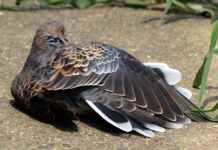 The Evolution of Hinata: From Shy Girl to Naruto’s Strongest Support The Evolution of Hinata: From Shy Girl to Naruto’s Strongest Support