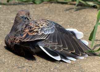 The Evolution of Hinata: From Shy Girl to Naruto’s Strongest Support The Evolution of Hinata: From Shy Girl to Naruto’s Strongest Support