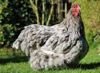 The Evolution of Pokemon Anime Over the Decades The Evolution of Pokemon Anime Over the Decades