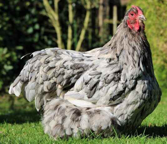 The Evolution of Pokemon Anime Over the Decades The Evolution of Pokemon Anime Over the Decades