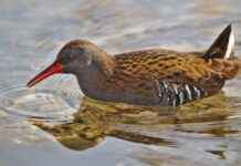 The Hidden Truth Behind Deku’s Quirks and His Link to One For All The Hidden Truth Behind Deku’s Quirks and His Link to One For All